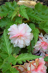 Double Delight Appleblossom Begonia (Begonia 'Double Delight Appleblossom') at Lakeshore Garden Centres