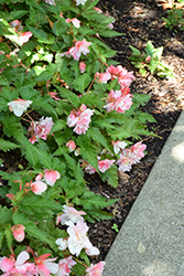 Double Delight Appleblossom Begonia (Begonia 'Double Delight Appleblossom') at Lakeshore Garden Centres