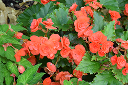 Florencio Orange Begonia (Begonia 'Florencio Orange') at Lakeshore Garden Centres