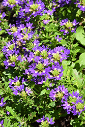 Touch Indigo Fan Flower (Scaevola aemula 'Touch Indigo') at Lakeshore Garden Centres