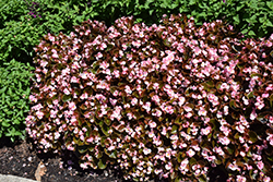Cocktail Brandy Begonia (Begonia 'Cocktail Brandy') at Lakeshore Garden Centres