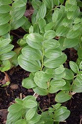 Solomon's Seal (Polygonatum humile) at Lakeshore Garden Centres