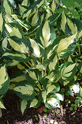 Eternal Flame Hosta (Hosta 'Eternal Flame') at Lakeshore Garden Centres