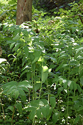 Smooth Solomon's Seal (Polygonatum biflorum) at Lakeshore Garden Centres