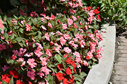 SunPatiens Compact Coral Pink New Guinea Impatiens (Impatiens 'SakimP042') at Lakeshore Garden Centres