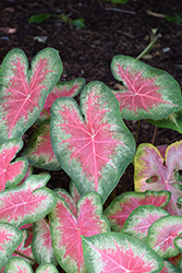 Rose Glow Caladium (Caladium 'Rose Glow') at Lakeshore Garden Centres