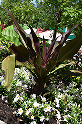 Queen Emma Giant Spider Lily (Crinum augustum 'Queen Emma') at Lakeshore Garden Centres