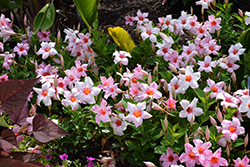 Sun Parasol Cream Pink Mandevilla (Mandevilla 'Sun Parasol Cream Pink') at Lakeshore Garden Centres