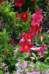 Madinia Crimson Mandevilla (Mandevilla 'Madinia Crimson') at Lakeshore Garden Centres