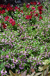 Bombay Pink Fan Flower (Scaevola aemula 'Bombay Pink') at Lakeshore Garden Centres