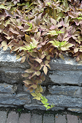 Floramia Verdino Sweet Potato Vine (Ipomoea batatas 'Flora Mia Verdino') at Lakeshore Garden Centres