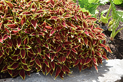 Premium Sun Ruby Heart Coleus (Solenostemon scutellarioides 'Ruby Heart') at Lakeshore Garden Centres