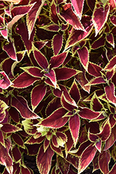 Premium Sun Ruby Heart Coleus (Solenostemon scutellarioides 'Ruby Heart') at Lakeshore Garden Centres