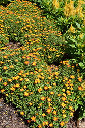 Campfire Flame Bidens (Bidens 'IMBIDCAMEM') at Lakeshore Garden Centres
