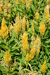 Bright Sparks Bright Yellow Celosia (Celosia plumosa 'Bright Sparks Bright Yellow') at Lakeshore Garden Centres