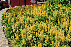 Bright Sparks Bright Yellow Celosia (Celosia plumosa 'Bright Sparks Bright Yellow') at Lakeshore Garden Centres