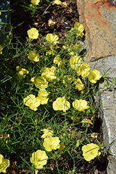 Ladybird Sunglow Texas Primrose (Calylophus 'WNCYLASUN') at Lakeshore Garden Centres