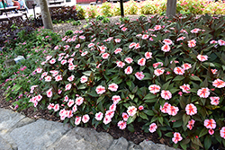 SunPatiens Vigorous Peach Candy Impatiens (Impatiens 'SAKIMP067') at Lakeshore Garden Centres