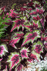 T REX St. Nick Begonia (Begonia 'St. Nick') at Lakeshore Garden Centres