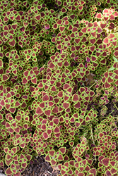 Burgundy Wedding Train Coleus (Solenostemon scutellarioides 'Burgundy Wedding Train') at Lakeshore Garden Centres