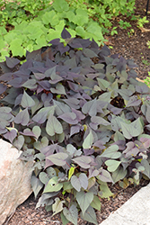 Sweet Georgia Heart Purple Sweet Potato Vine (Ipomoea batatas 'Sweet Georgia Heart Purple') at Lakeshore Garden Centres