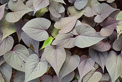 Sweet Georgia Heart Purple Sweet Potato Vine (Ipomoea batatas 'Sweet Georgia Heart Purple') at Lakeshore Garden Centres