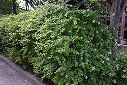 Chinese Abelia (Abelia chinensis) at Lakeshore Garden Centres