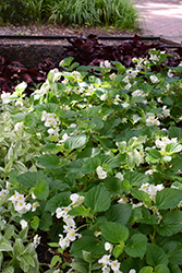 Big White Green Leaf Begonia (Begonia 'Big White Green Leaf') at Lakeshore Garden Centres