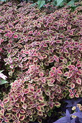 Great Falls Rose Gold Coleus (Solenostemon scutellarioides 'Rose Gold') at Lakeshore Garden Centres