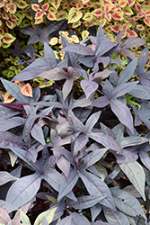 Sweet Georgia Deep Purple Sweet Potato Vine (Ipomoea batatas 'Sweet Georgia Deep Purple') at Lakeshore Garden Centres