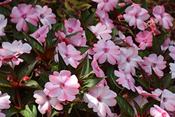 SunPatiens Compact Blush Pink New Guinea Impatiens (Impatiens 'SakimP013') at Lakeshore Garden Centres