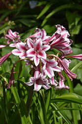 Schreck Crinum Lily (Crinum 'Schreck') at Lakeshore Garden Centres
