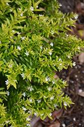 FloriGlory Maria Mexican Heather (Cuphea hyssopifolia 'Wescufloma') at Lakeshore Garden Centres