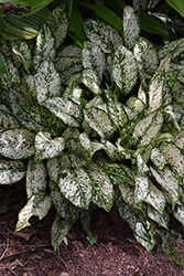 Lumina Chinese Evergreen (Aglaonema 'Lumina') at Lakeshore Garden Centres