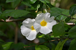 White Bush Clock Vine (Thunbergia erecta 'Alba') at Lakeshore Garden Centres