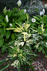 Arrowhead Variegated Croton (Codiaeum variegatum 'Arrowhead') at Lakeshore Garden Centres