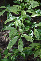 Variegated Australian Pinwheel (Tabernaemontana australis 'Variegata') at Lakeshore Garden Centres
