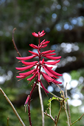 Coral Bean (Erythrina herbacea) at Lakeshore Garden Centres