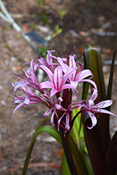 Sangria Crinum (Crinum 'Sangria') at Lakeshore Garden Centres