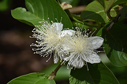 Common Guava (Psidium guajava) at Lakeshore Garden Centres