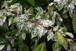 Hummel's Fantasy Hibiscus (Hibiscus rosa-sinensis 'Hummel's Fantasy') at Lakeshore Garden Centres