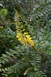 Yellow Necklacepod (Sophora tomentosa var. truncata) at Lakeshore Garden Centres