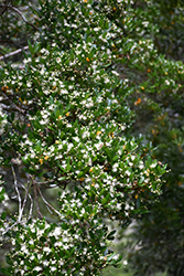 Simpson's Stopper (Myrcianthes fragrans) at Lakeshore Garden Centres