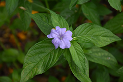 Carolina Petunia (Ruellia caroliniensis) at Lakeshore Garden Centres