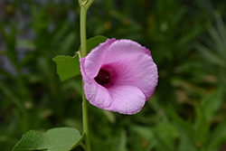 Sleepy Hibiscus (Hibiscus furcellatus) at Lakeshore Garden Centres