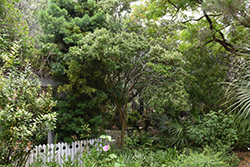 Simpson's Stopper (Myrcianthes fragrans) at Lakeshore Garden Centres