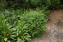 St. Andrew's Cross (Hypericum hypericoides) at Lakeshore Garden Centres