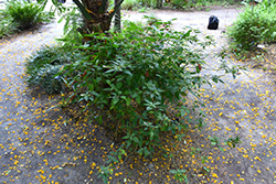 Bloodberry (Rivina humilis) at Lakeshore Garden Centres