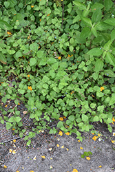 Southern River Sage (Salvia misella) at Lakeshore Garden Centres