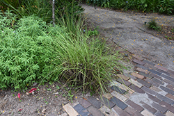 Sand Cordgrass (Spartina bakeri) at Lakeshore Garden Centres